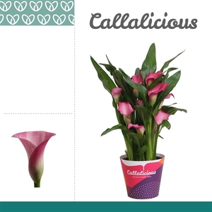 Zantedeschia Roze in Potcover