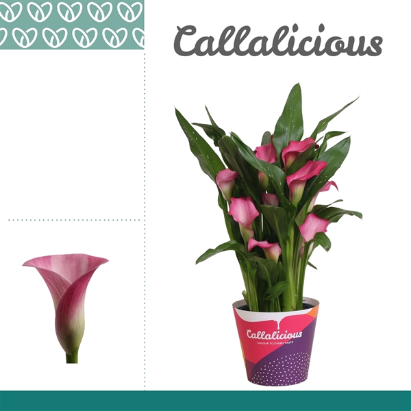 <h4>Zantedeschia Roze in Potcover</h4>
