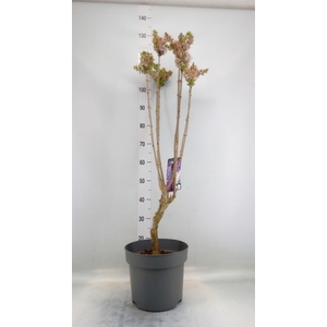 Syringa vulg. 'Lavaliensis'