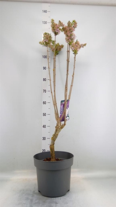 <h4>Syringa vulg. 'Lavaliensis'</h4>