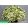 HYDR M MAG NOBLESSE