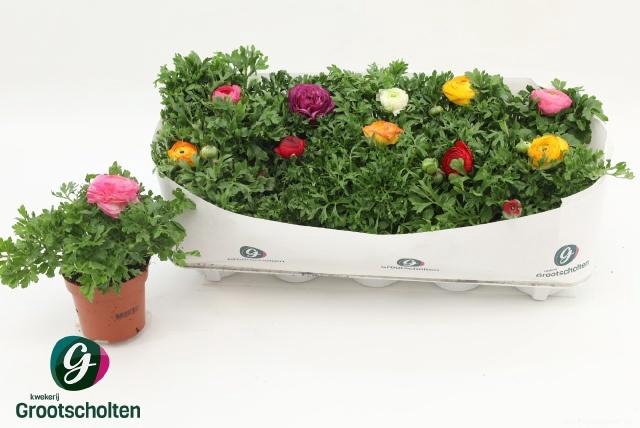 <h4>RANUN SPRINK DW GEM</h4>