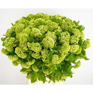Viburnum Opulus Roseum (per bunch)