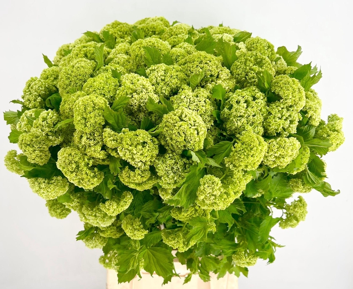 <h4>Viburnum Opulus Roseum (per bunch)</h4>