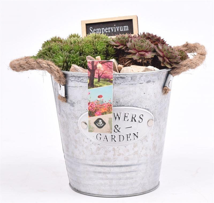 <h4>Zink emmer Flower & Garden 16 cm</h4>