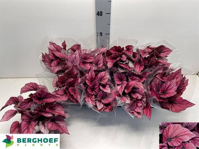 <h4>BEG BEL INDIAN SUMM</h4>