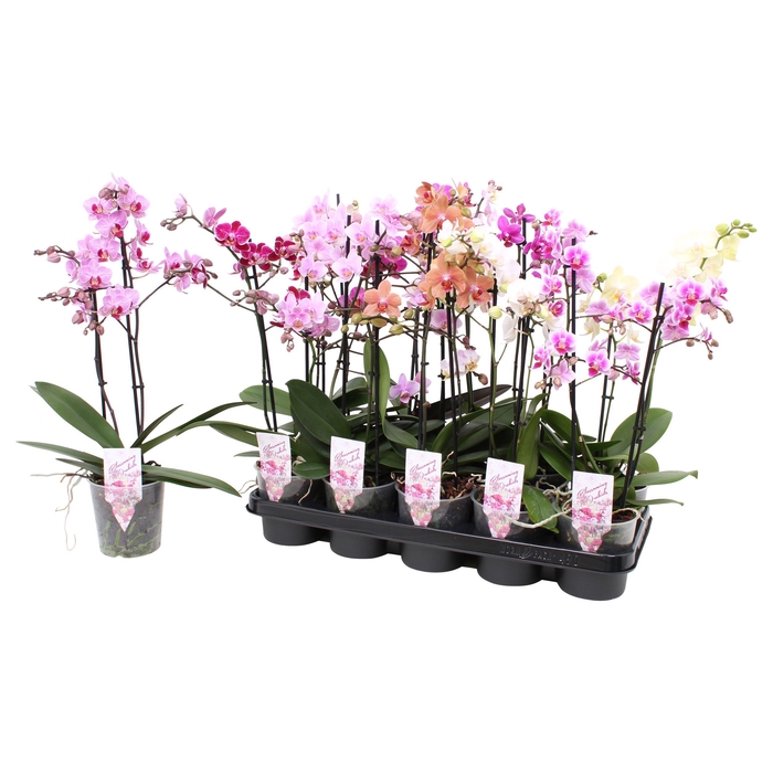 <h4>Phal. Multiflora 2-tak mix 22+ bloem</h4>