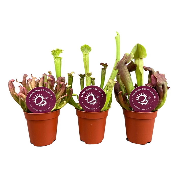 <h4>Sarracenia</h4>