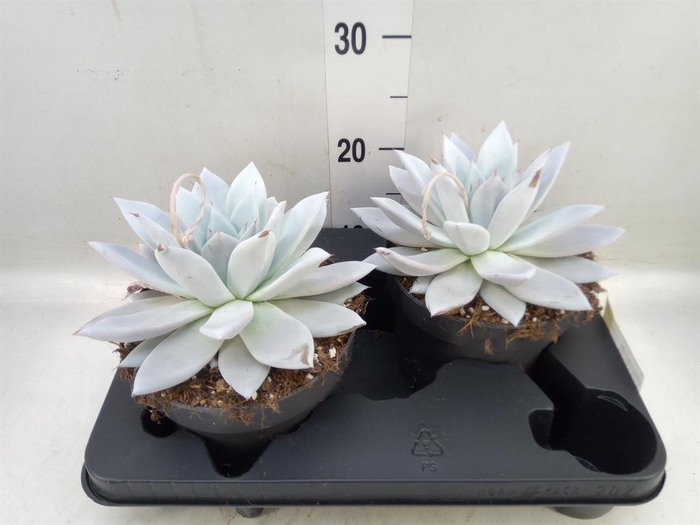 <h4>Echeveria 'Mexican Giant'</h4>