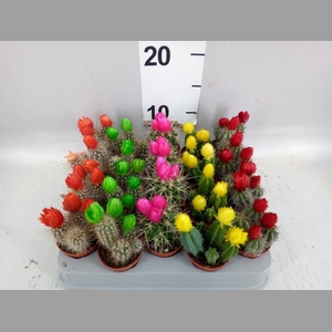 Cactus   ...decorated
