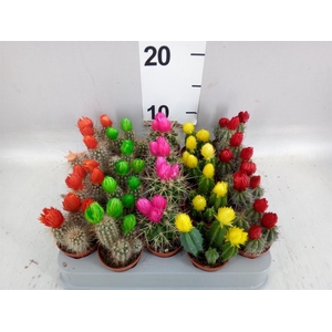 Cactus   ...decorated