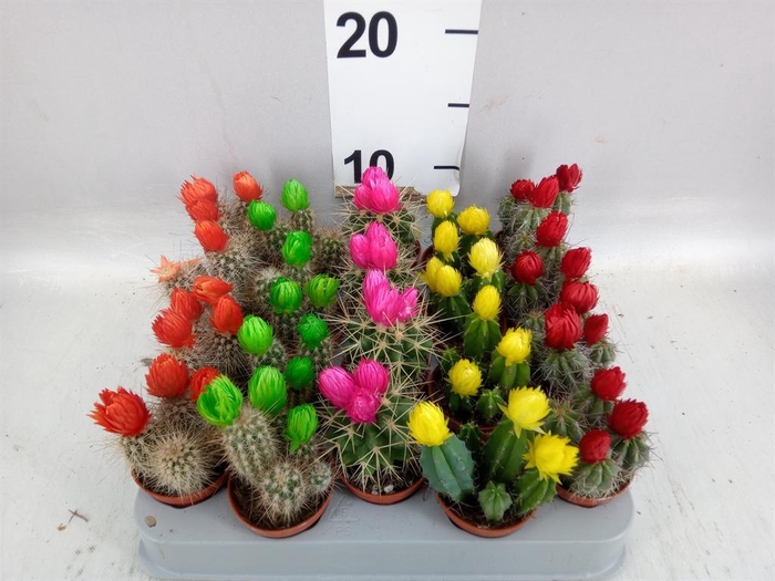 <h4>Cactus   ...decorated</h4>