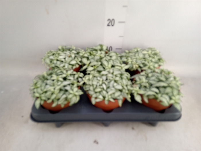 <h4>Fittonia  'Mosaic White Forest Fla'</h4>