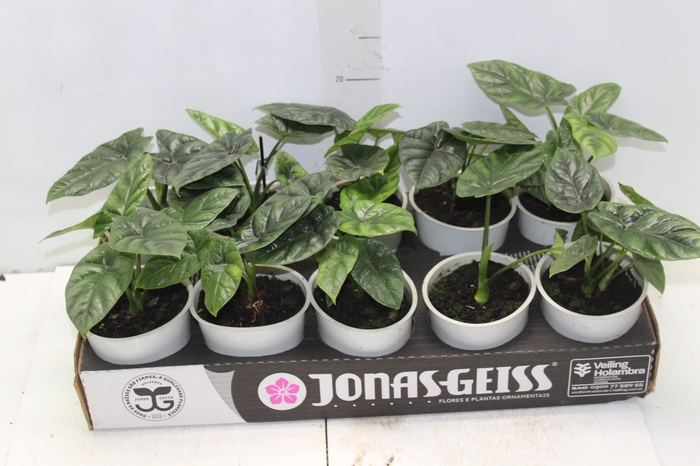 <h4>ALOCASIA SINUATA P12</h4>