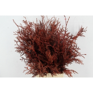 Coniferen xl intense Red per bunch