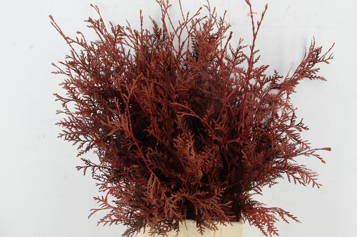 <h4>Coniferen xl intense Red per bunch</h4>