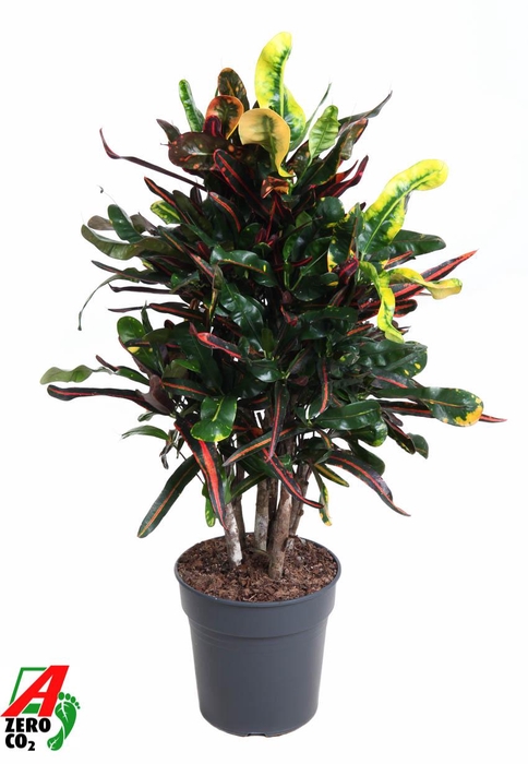 <h4>Codiaeum Mammi vertakt P24</h4>