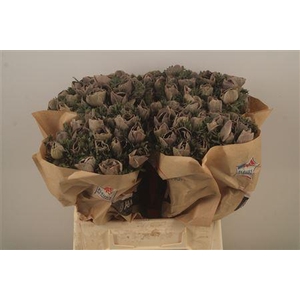 Anemone Powder Marron