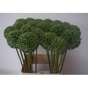 ALLIUM ZAADBOLLEN