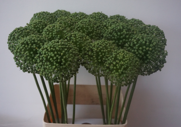 <h4>ALLIUM ZAADBOLLEN</h4>