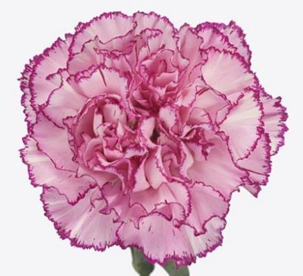 <h4>Di St Boheme</h4>