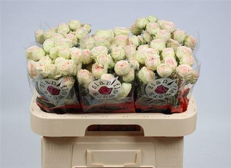 <h4>R Tr Sweet Gelato</h4>