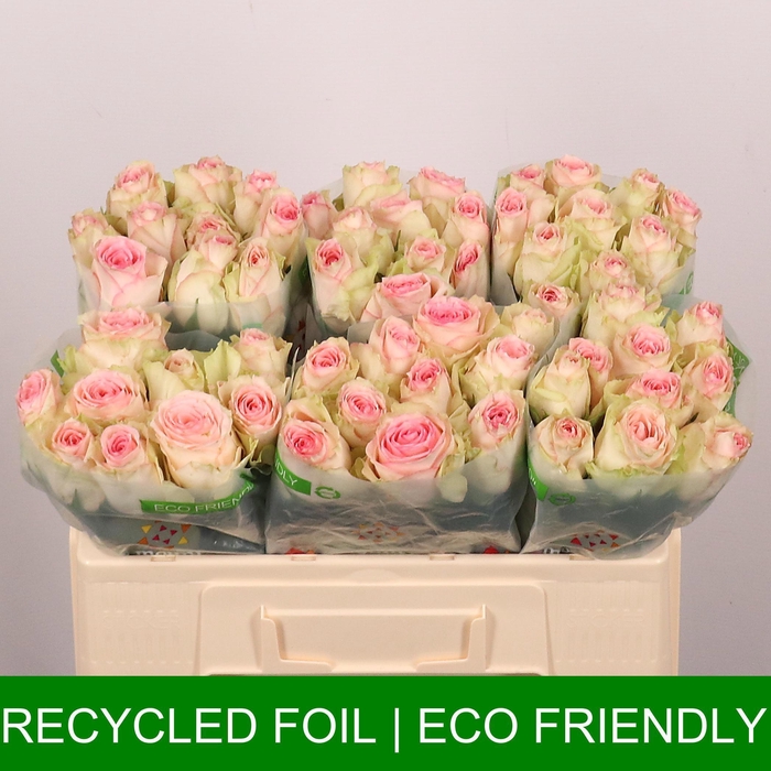 <h4>R GR ESPERANCE</h4>