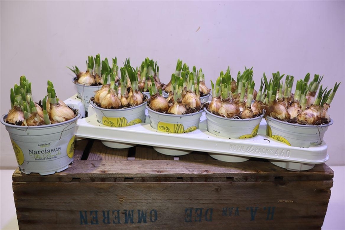 <h4>Narc D Tete Boucle</h4>