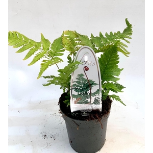 Dryopteris erythrosora
