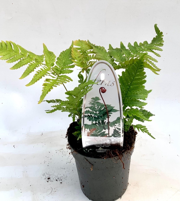 <h4>Dryopteris erythrosora</h4>