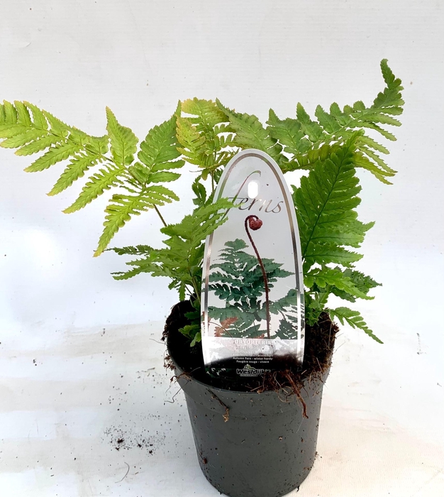 <h4>Dryopteris erythrosora</h4>