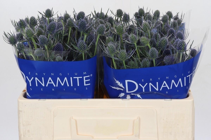 <h4>ERYN A BLUE DYNAMITE</h4>