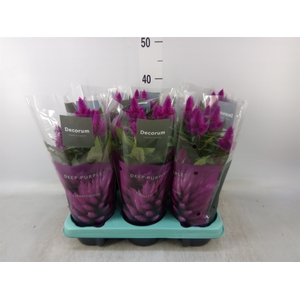 Celosia spic. 'Deep Purple'
