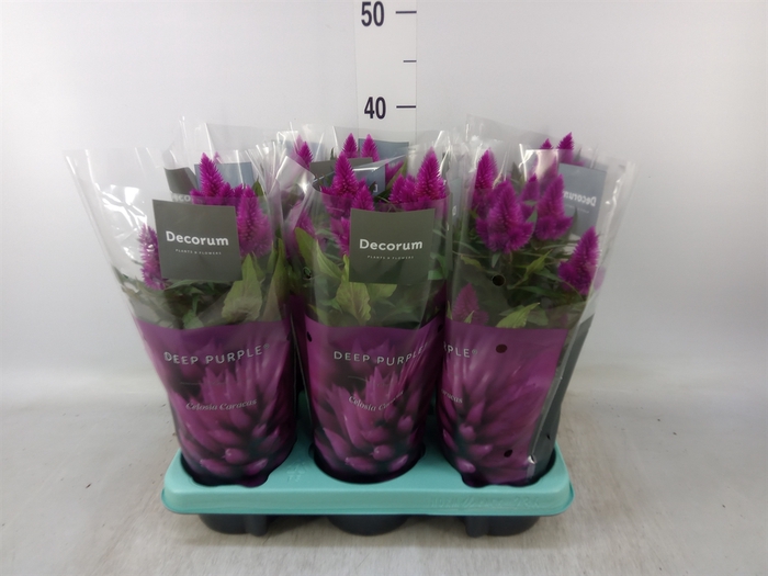 <h4>Celosia spic. 'Deep Purple'</h4>