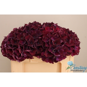 HYDR M MAG RUBYRED P