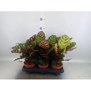 Calathea makoyana