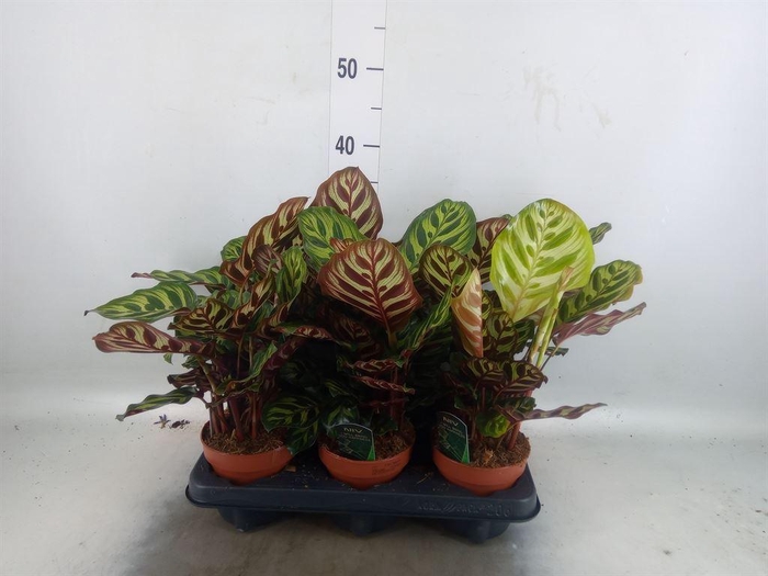 <h4>Calathea makoyana</h4>