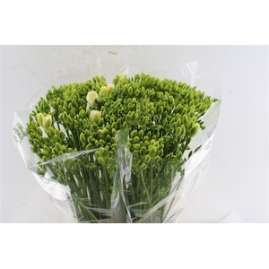 Fr Du Versailles White