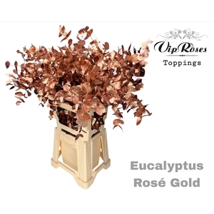 Euca Cinerea Rosé Gold