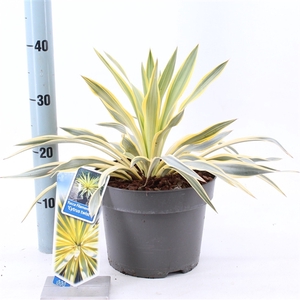 Yucca gloriosa 'Citrus Twist'® (SKYUC23CITWIB)