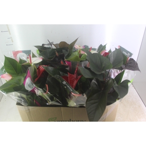 ANTHURIUM VARIADO P15