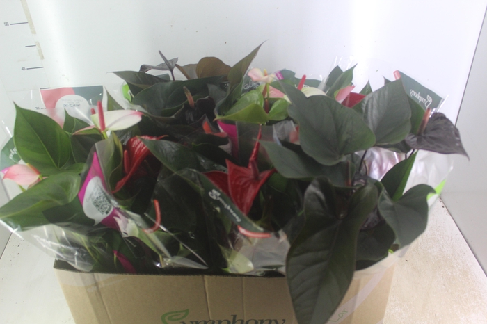 <h4>ANTHURIUM VARIADO P15</h4>