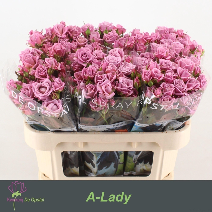 <h4>R TR A-LADY</h4>