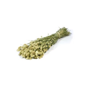 .Phalaris nat.green