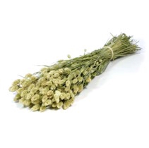 .Phalaris nat.green