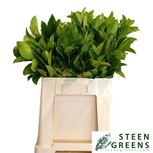 <h4>PRUNUS LAUROCERASUS</h4>