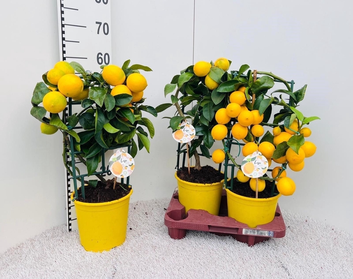 <h4>CITR MEYERI MEYER</h4>