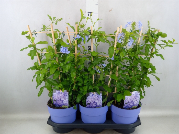 <h4>Plumbago auriculata</h4>