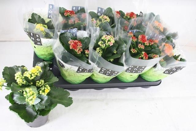 <h4>KAL GE GEM 4 KL</h4>