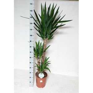 YUCCA